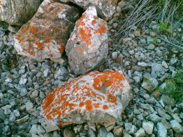 Камень дикий с оранжевым мхом для ландшафтных горок и водоемов.